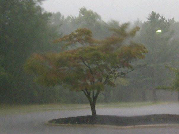 Blurry_tree
