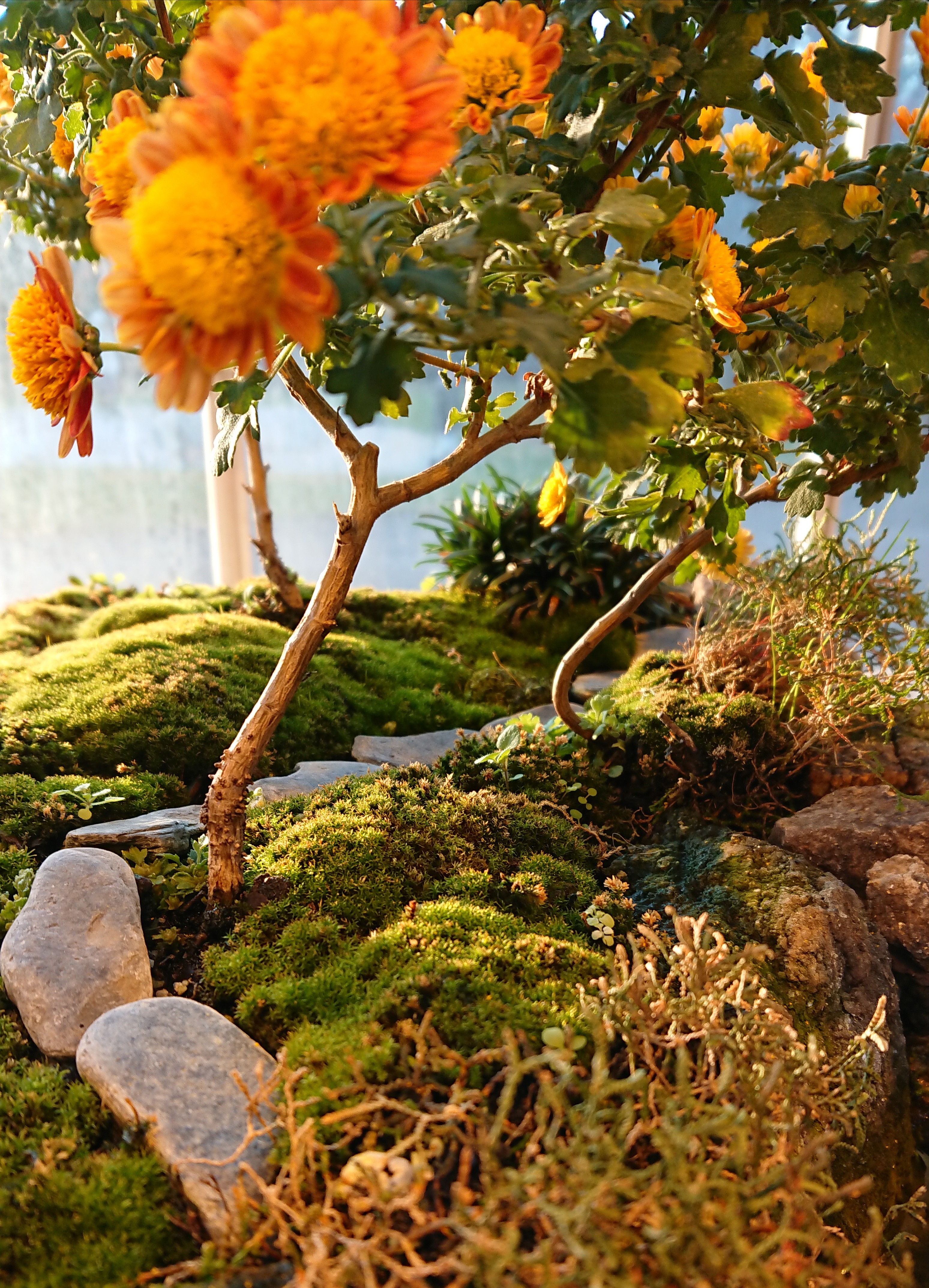 Bot-gar-Bonsai