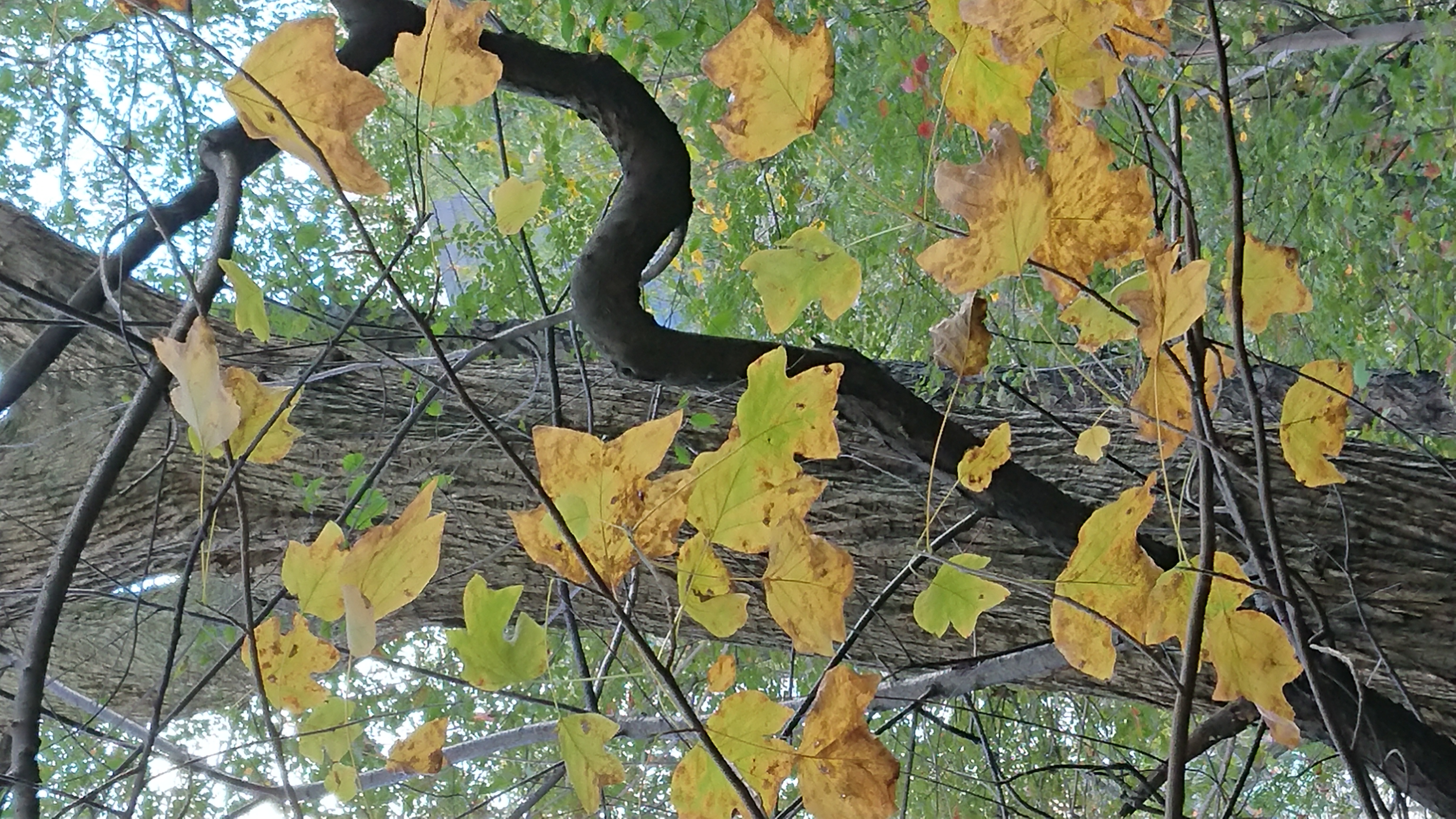 CP-twisty-branch
