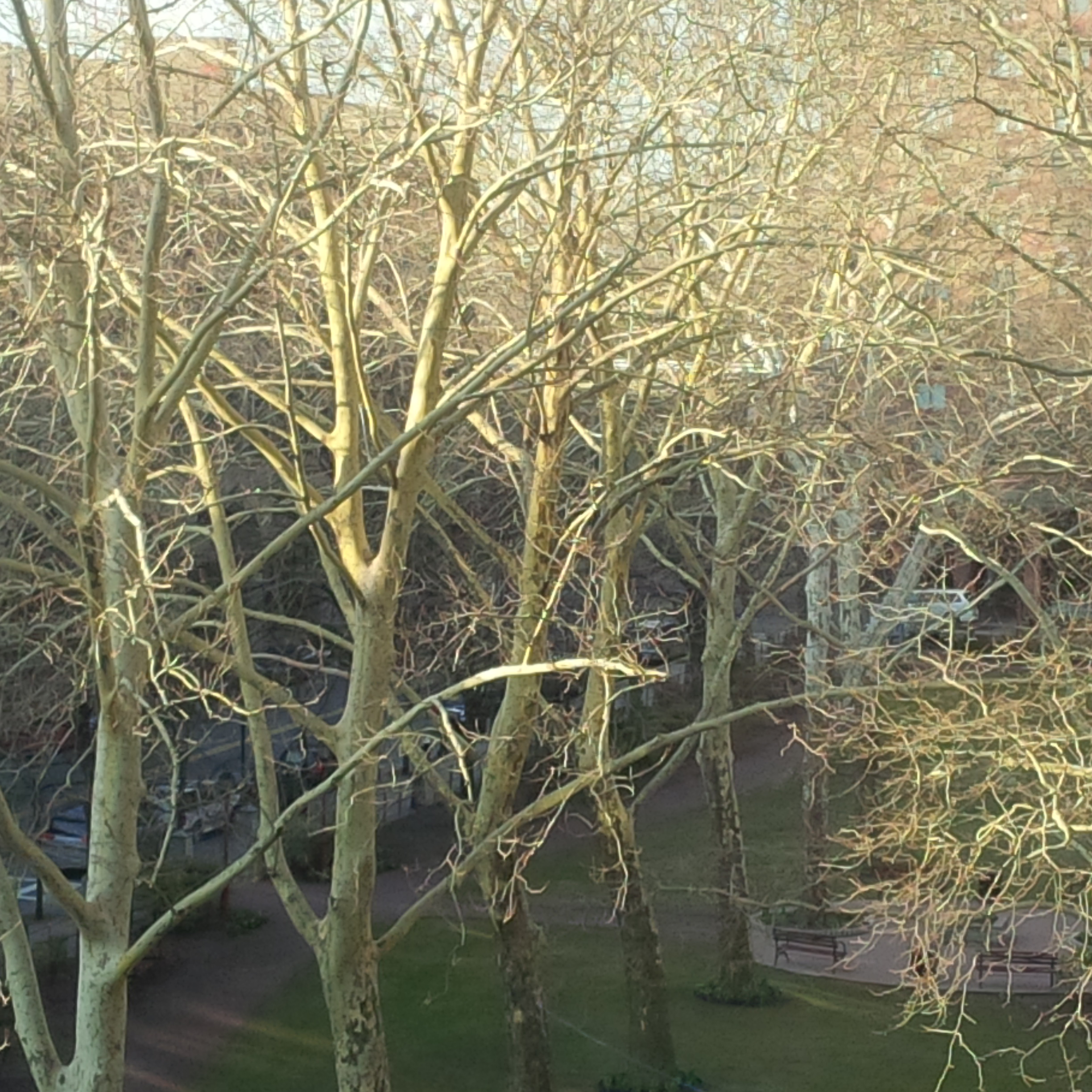 Roos-trees