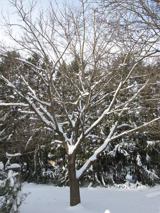 hello-tree
