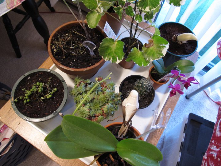 plants
