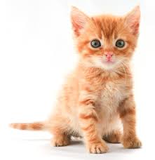 Simbatu
